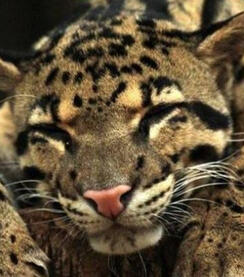 Clouded Leopard