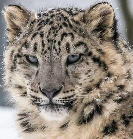 snow leopard