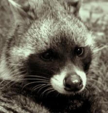 Civet
