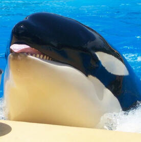 Orca