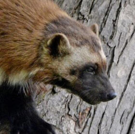 Wolverine