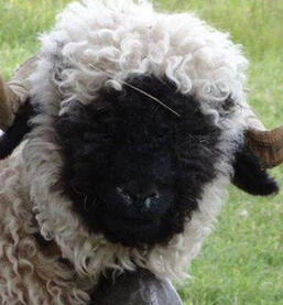 Sheep