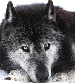 Wolf